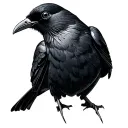 Cornish Chough tattoo design idea