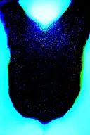 old Celtic dara knot with a raven intertwined with celtic patterns and the raven screeching tattoo design idea