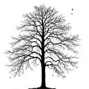 a bare, thin tree with long branches, a thin long branch that goes off to the left has a few scattered leaves, e.g tattoo design idea