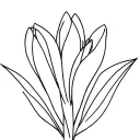 Crocus tattoo design idea