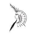 Mapuche warrior tattoo design idea