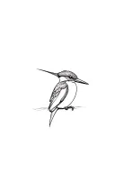 Kingfisher tattoo design idea