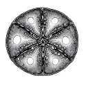 Sand Dollar tattoo design idea