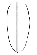 European badger stripes tattoo design idea