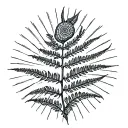 fiddlehead fern and sun rays tattoo design idea