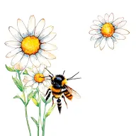 Honey Bee and Daisy flower tattoo design idea
