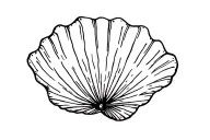 Sea shell tattoo design idea