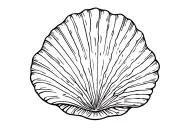 Sea shell tattoo design idea