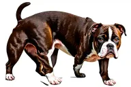 Adult Staffordshire bull terrier standing side tattoo design idea