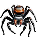 Jumping Spider tattoo design idea