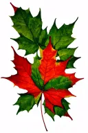 12 green maple leafs surrounding 1 red maple leaf tattoo design idea