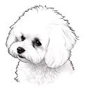 a white bichon frise tattoo design idea