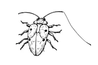 Cockroach metamorphosis into a ladybug with wood sorrel coming up the sides  tattoo design idea