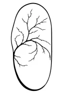 Baum, elegant tattoo design idea