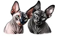 sphynx chat + "Ruby" tattoo design idea