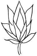simple line cursive agave into a minimalist bouque at the top on my spine tattoo design idea
