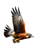 perigrine falcon tattoo design idea