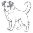 Dog border collie tattoo design idea