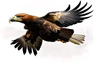 wedgetailed eagle soaring tattoo design idea