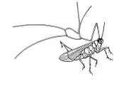 grasshopper perched tattoo design idea