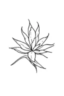simple line cursive agave into a minimalist bouque at the top on my spine tattoo design idea