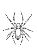 a spider in a web tattoo design idea