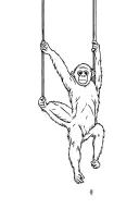 gibbon monkey swinging tattoo design idea