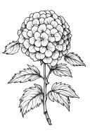 hydrangea tattoo design idea