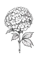 hydrangea tattoo design idea