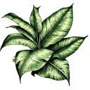 A dotwork design of a structured graphic representation of a banana leaf and sugar cane plant intertwined, wrapping around the arm and leading up to the shoulder, with a subtle touch of the Martinique island map hidden within the pattern. tattoo design idea