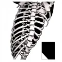 scoliosis tattoo design idea