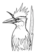 pileated woodpecker pecking tattoo design idea