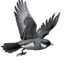 Robin Flying tattoo design idea