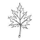 maple leaf and cornicello pepper tattoo design idea