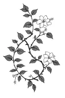minimalist black and gray intertwined ivy leaf vine and honeysuckle flower vine with realistic botanical detail tattoo design idea