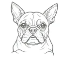 Boston terrier tattoo design idea