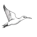 albatross bird that flying line outlining tattoo design idea
