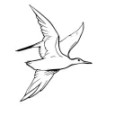 albatross bird that flying line outlining tattoo design idea