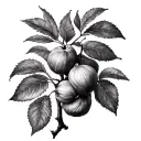 Fig Tree tattoo design idea