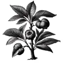 Fig Tree tattoo design idea