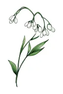 Lily of the valley and snowdrop flower tattoo design idea