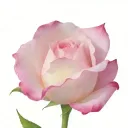 barely open rosebud with stem a leaf and a couple of droplets  tattoo design idea