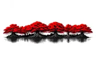 red mangroves in a row, small gap between trees, naturally accurate root systems and leaves, no color tattoo design idea