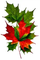 12 green maple leafs surrounding 1 red maple leaf tattoo design idea