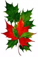 12 green maple leafs surrounding 1 red maple leaf tattoo design idea