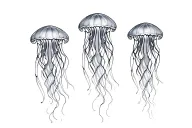 three small jellyfish swimming to the right collarbone tattoo design idea