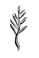 olive tree tattoo design idea