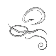Snake tattoo tattoo design idea