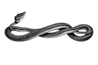 Top-down view of a continuous ouroboros snake forming a seamless bracelet around a human wrist, realistic reptile scales tattoo design idea