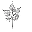 tattoo inspired by autumn season, including a mapple tree leaf tattoo design idea